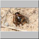 Tachysphex obscuripennis - Grabwespe w08 10mm mit Schabe im Nest.jpg